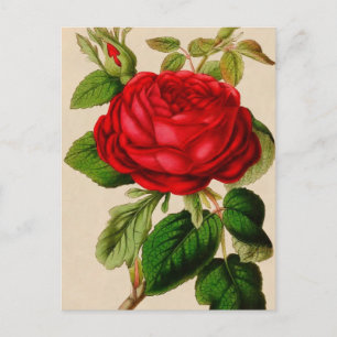 Red Rose Postcard