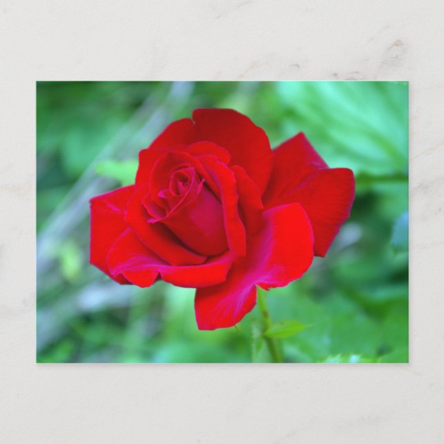 Red Rose postcard (Front)