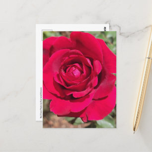 Red Rose Postcard