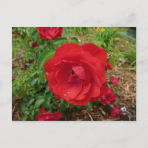 Red Rose Postcard