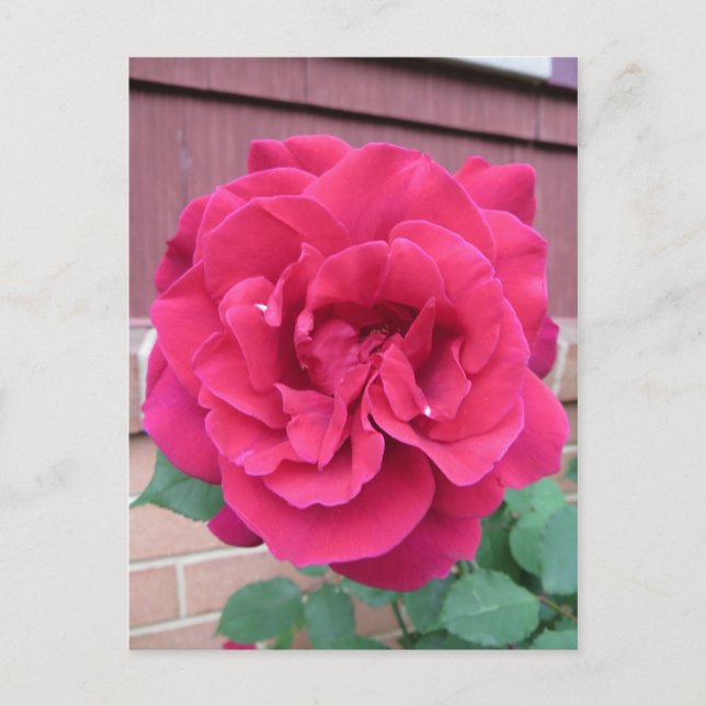 Red Rose Postcard (Front)