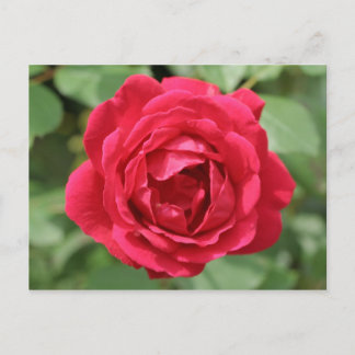 Red Rose Postcard