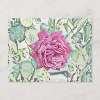Red Rose Postcard