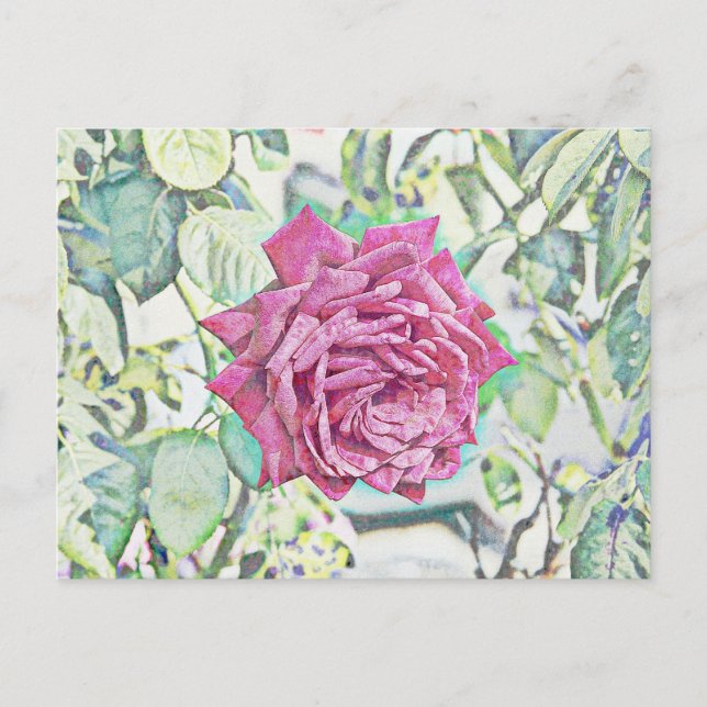 Red Rose Postcard (Front)