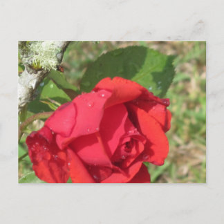 Red Rose Postcard