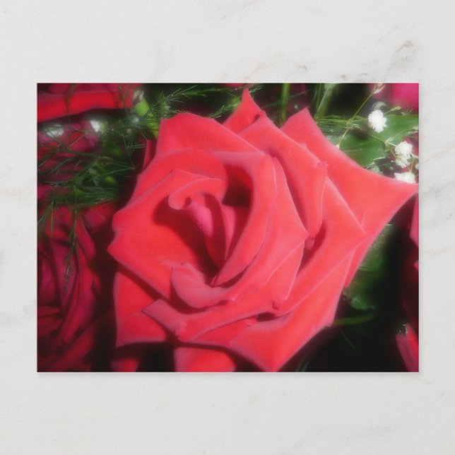 Red Rose Postcard (Front)