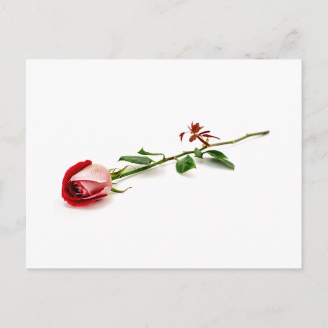 Red rose postcard (Front)