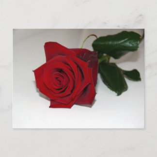 Red rose postcard
