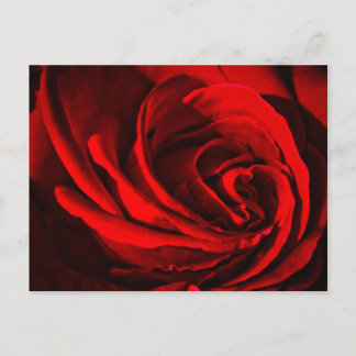 Red Rose Postcard