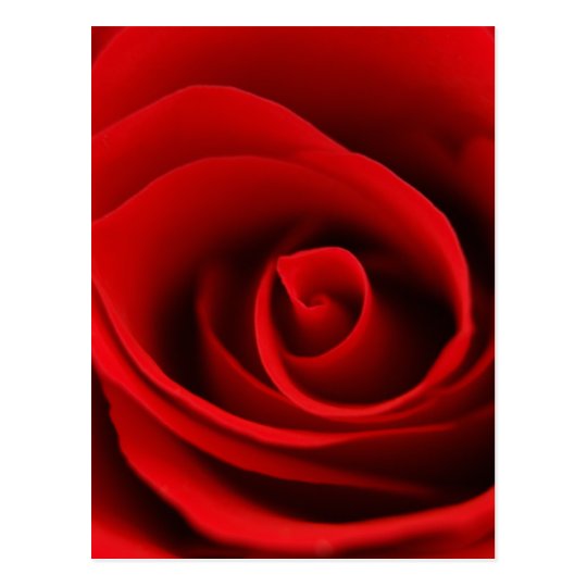 red rose postcard