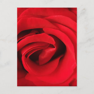 Red Rose Postcard