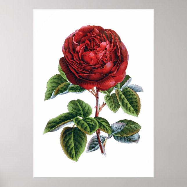 Red rose poster (Front)