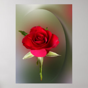 Red rose poster