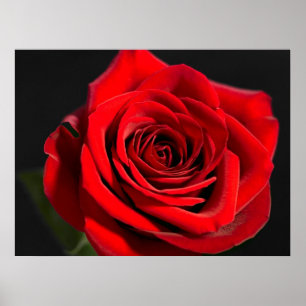 Red Rose Poster