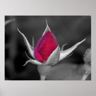 Red Rose Poster