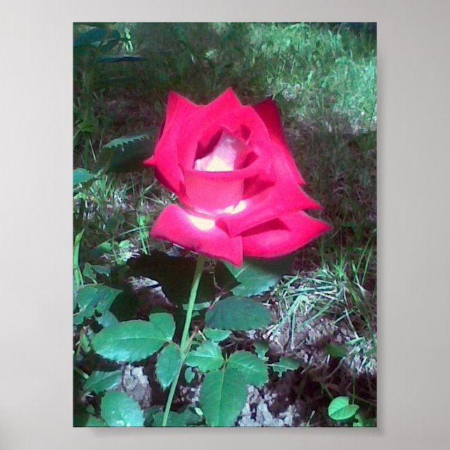 Red rose poster (Front)