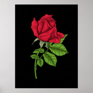 Red rose poster