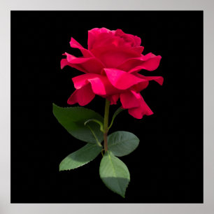 Red rose poster