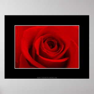 Red Rose Poster