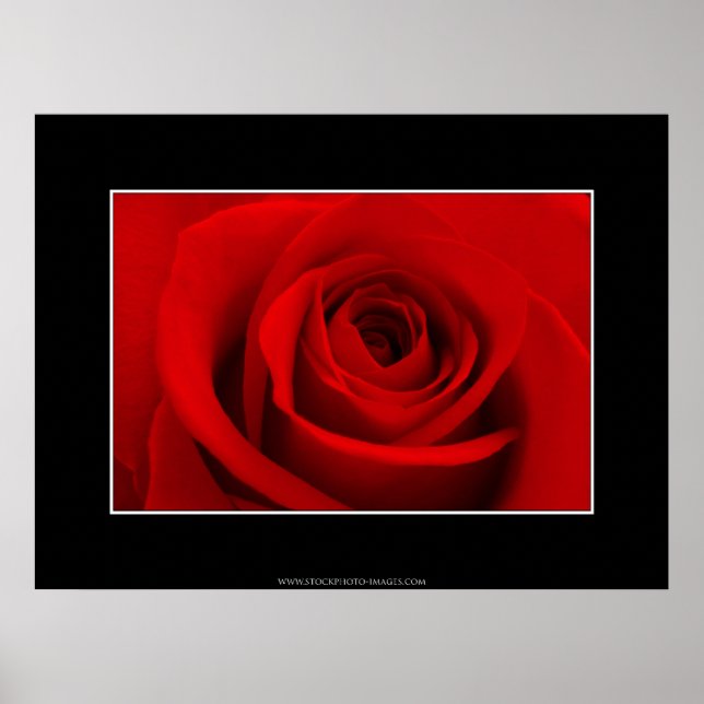 Red Rose Poster (Front)