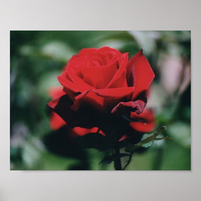 Red Rose Poster Print (Front)