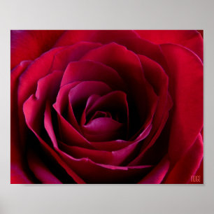 Red Rose Poster Print Beautiful Flower Art Print