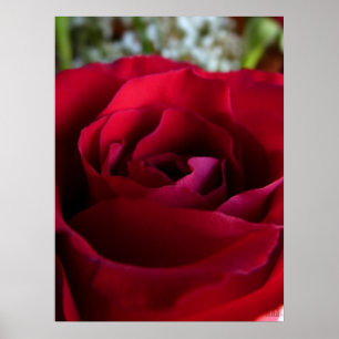 Red Rose Poster Print Beautiful Flower Art Print