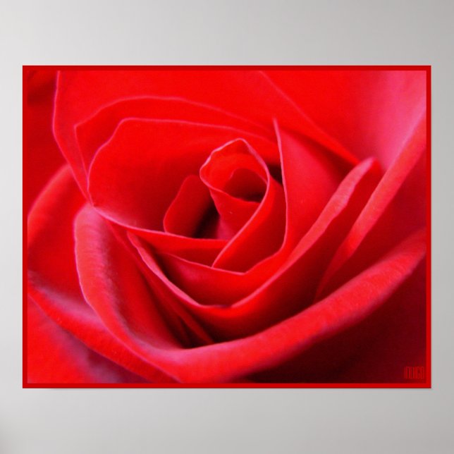 Red Rose Poster Print Beautiful Flower Art Print (Front)