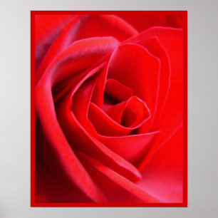 Red Rose Poster Print Beautiful Flower Art Print