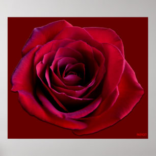 Red Rose Poster Print Beautiful Flower Art Print