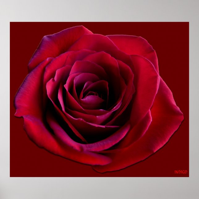 Red Rose Poster Print Beautiful Flower Art Print (Front)
