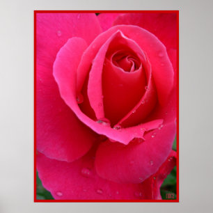Red Rose Poster Print Beautiful Flower Art Print
