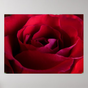 Red Rose Poster Print Beautiful Flower Art Print