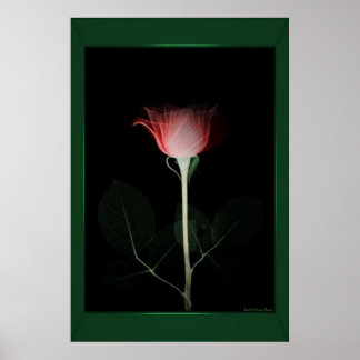 Red Rose Print