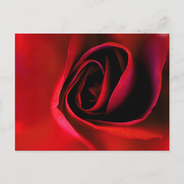 Red Rose Print Postcard (Front)
