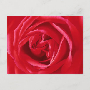Red rose print postcard