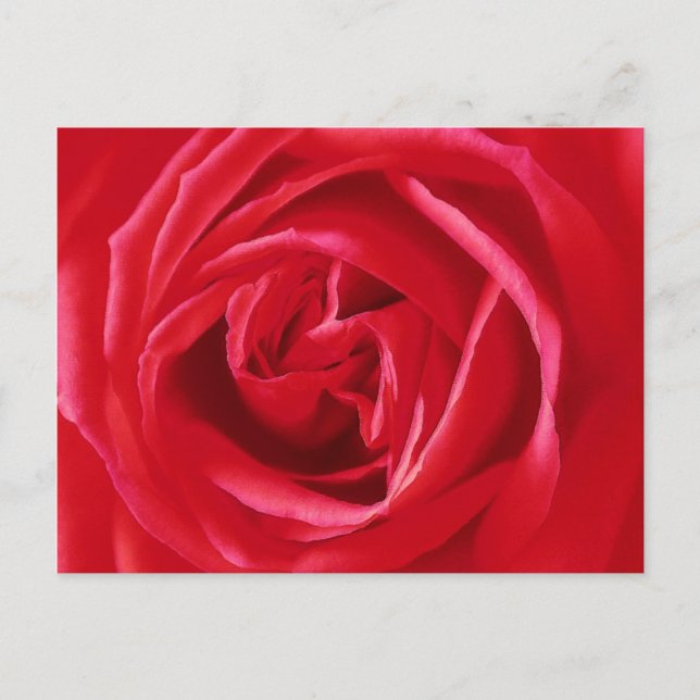 Red rose print postcard (Front)