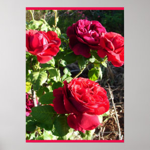 Red Rose Roses Flower Floral Garden Eugene Furst Poster