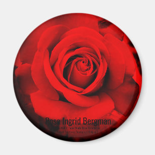 Red Rose:Round Magnet