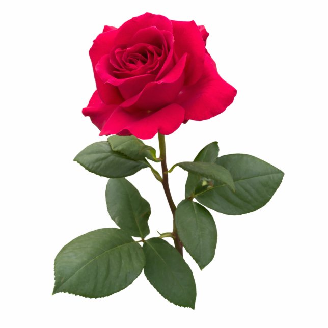 Red rose standing photo sculpture (Front)