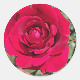 Red Rose Stickers