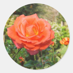 Red Rose stickers