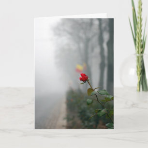 Red Rose Sympathy Card