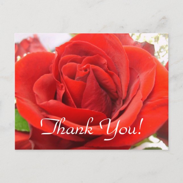 Red Rose Thank You! Postcard (Front)