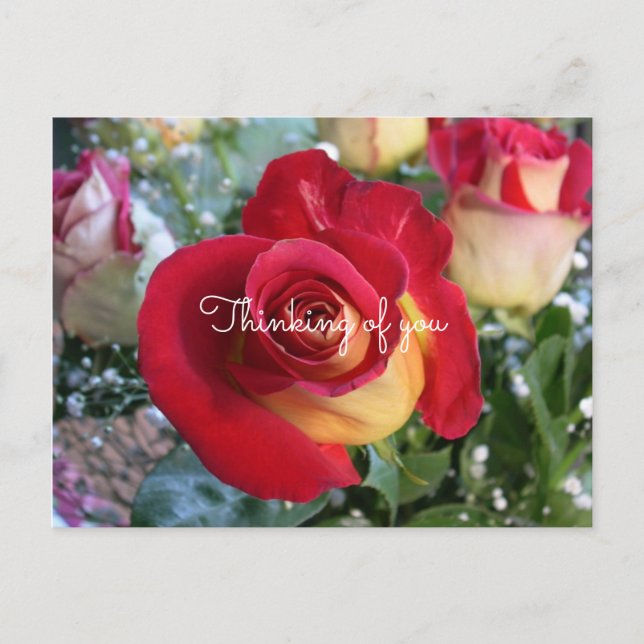 Red Rose Thinking of You Custom Message Postcard (Front)