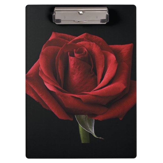 Red rose throw pillow clipboard (Front)