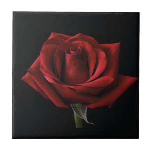 Red rose throw pillow tile