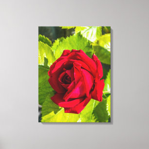 Red rose up close canvas print