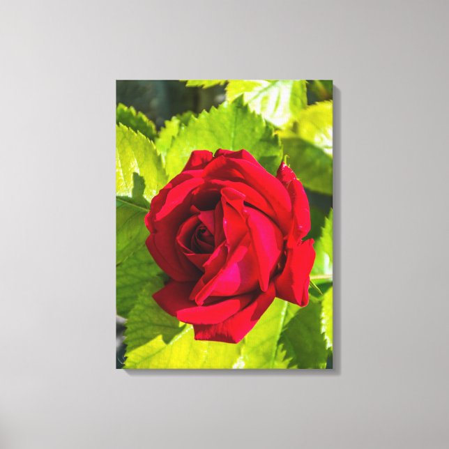 Red rose up close canvas print (Front)