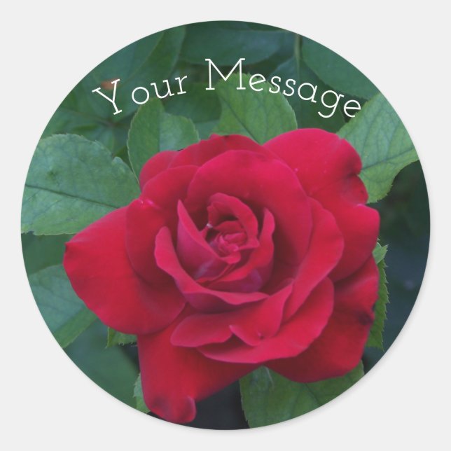 Red Rose Up Close Classic Round Sticker (Front)